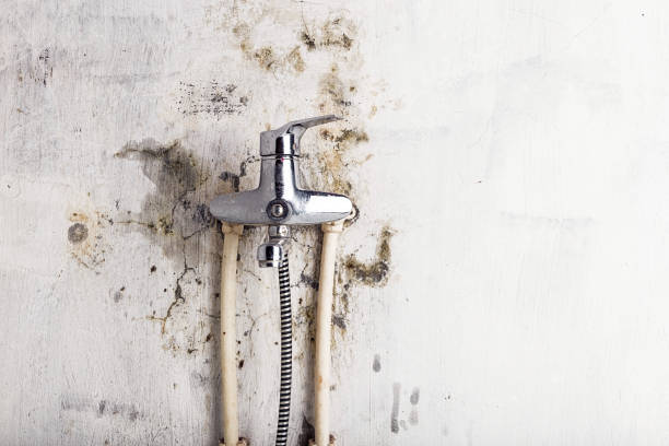 Best Office Mold Removal Services  in Greenwood, AR