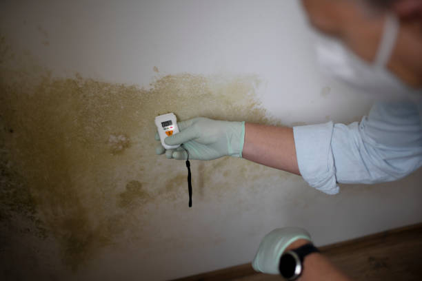 Best Fast Mold Removal  in Greenwood, AR