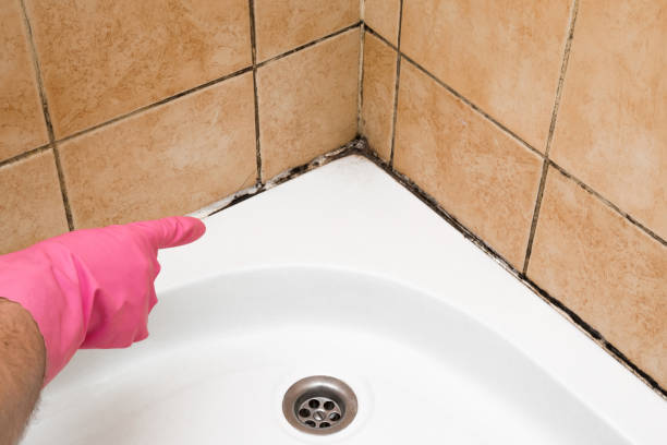 Best Mold Inspection  in Greenwood, AR