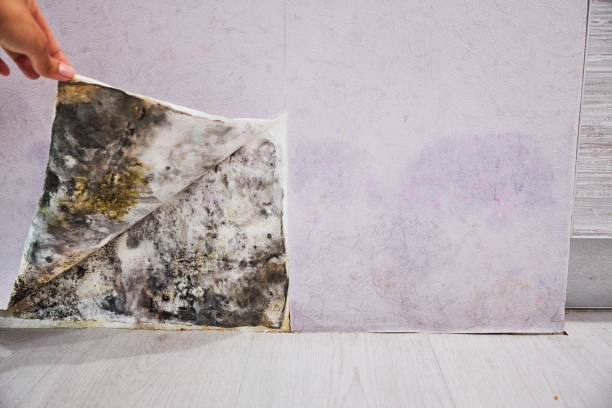 Best Best Mold Removal Companies  in Greenwood, AR